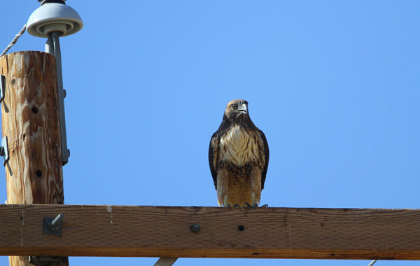 Red Tailed Hawk