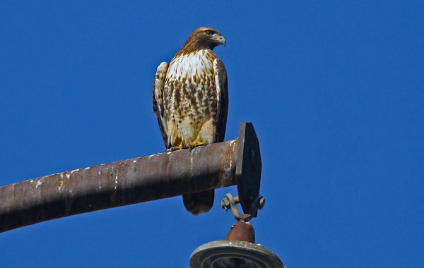 Red Tailed Hawk