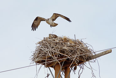 Bird of Prey Nest